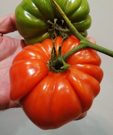 Semente Tomate Híbrido Verônica Enrugado Isla Envelope com 20 Sementes (288.56) - Canal Agrícola