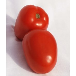 Semente de Tomate Híbrido Imbuia Isla (276) - Canal Agrícola