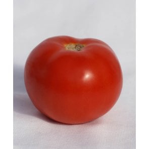Semente Tomate Híbrido Araucária Isla (284) - Canal Agrícola