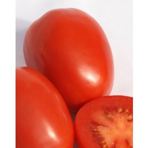 Semente Tomate Híbrido Taiuva Isla (291) - Canal Agrícola