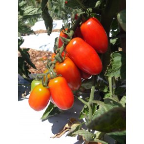 Semente Tomate Híbrido Sorbetto Mini San Isla (286) - Canal Agrícola