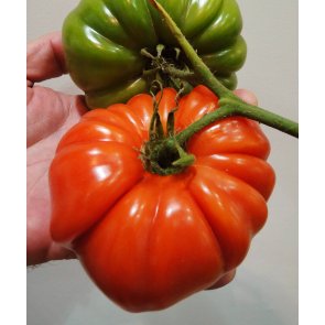 Semente Tomate Híbrido Verônica Enrugado Isla (288) - Canal Agrícola