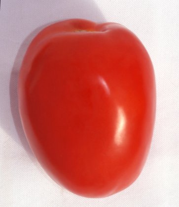Semente de Tomate Híbrido Cambará Isla (294) - Canal Agrícola