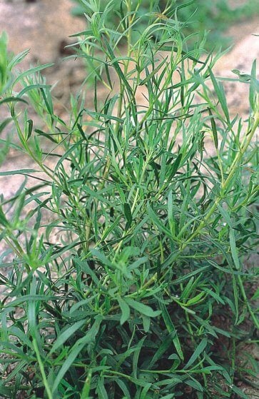 Semente de Estragão Russo / Artemisia Isla (480)
