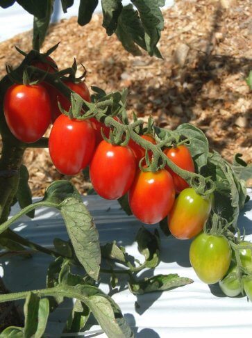 Semente Tomate Hibrido Dolcetto Grape Isla (285) - Canal Agrícola