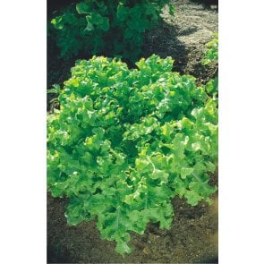Semente de Alface Mimosa (Salad Bowl) Isla (40) - Canal Agrícola