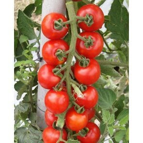 Semente de Tomate Híbrido Wanda Cereja Isla (267) - Canal Agrícola